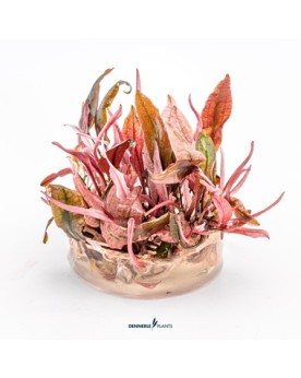 Cryptocoryne var. « flamingo »   - Plant It!